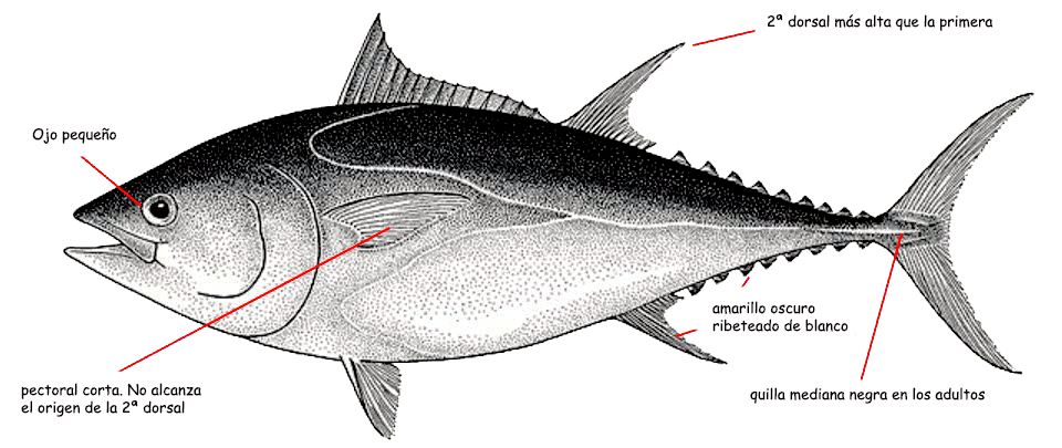 Thunnus thynnus_01.jpg